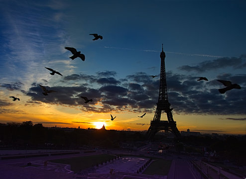 Birds Flying in front of Eiffel Tower: very early morning - Powered by Adobe