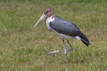 Marabou stork (Leptoptilos crumenifer) at the roadside of central Kenya