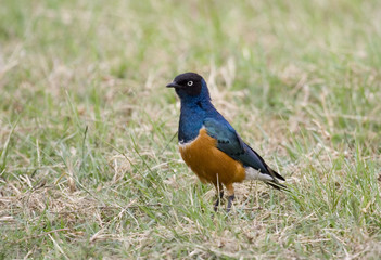 Fototapeta premium Superb starling (Lamprotornis superbus) in Kenyan savanna