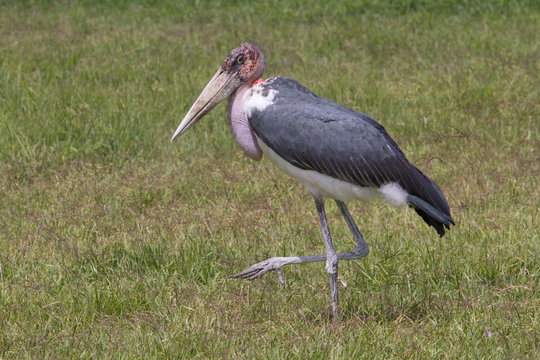 Marabou stork (Leptoptilos crumenifer) at the roadside of central Kenya