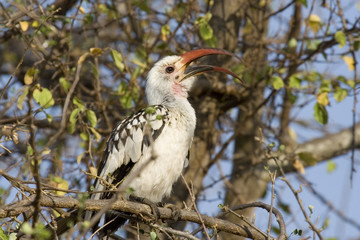 Red-billed Hornbill (Tockus erythrorhynchus) in savanna of Tsavo East National park, Kenya