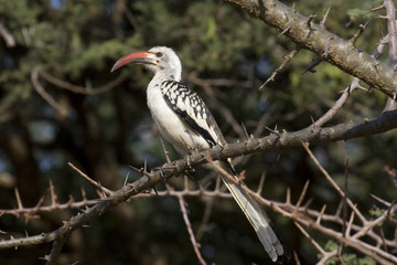 Obraz premium Red-billed Hornbill (Tockus erythrorhynchus) in savanna of Tsavo East National park, Kenya