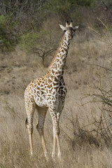 Naklejka na ściany i meble Young Masai giraffe (Giraffa tippelskirchi) in savanna of Tsavo East National Park, Kenya