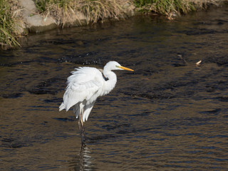 川辺の美しい白鷺