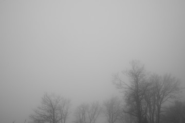 Photography of the wild woods in fog at winter