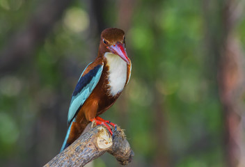 Beautiful bird in nature White-throated Kingfisher (Halcyon smyrnensis)
