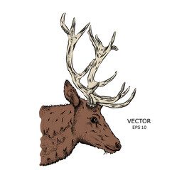 Portrait of a deer. Can be used for printing on T-shirts, flyers and stuff. Vector illustration