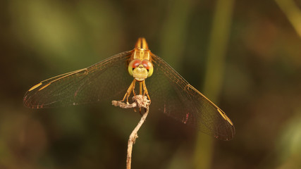 Dragonfly is an insect whose larvae live in the water. Adults live on land have wings to fly. Dragonflies are a process of growth is not perfect egg, larva and adult. No pupal stage The range eggs and