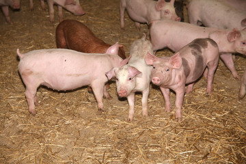 Close up of newborn pink piglets