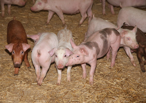 Livestock breeding. Group of newborn piglets in farmyard