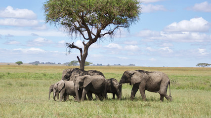 Elephants on the Serengeti