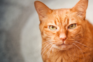 Beautiful muzzle of a red cat close-up, old wise cat with big green eyes, emotion of pets, selective focus.