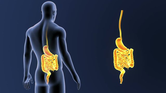 Stomach and Intestine zoom with Body