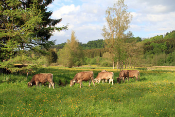 Kühe beim Grasen auf der Weide