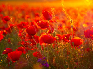 beautiful blooming poppies in the summer sunset light