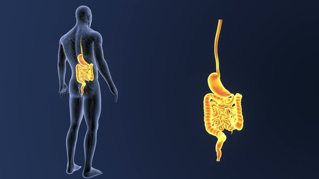 Stomach and Intestine zoom 