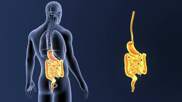 Stomach and Intestine zoom with Organs