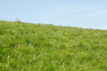Wiese, Gräser auf einem Deich
