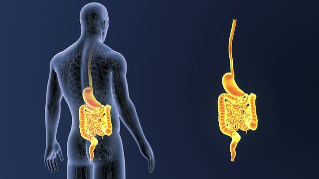 Stomach and Intestine zoom 