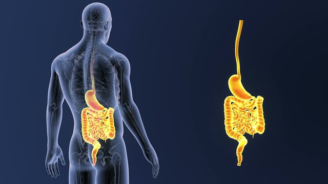 Stomach and Intestine zoom with Anatomy