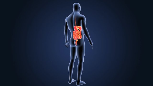 Digestive System with Body