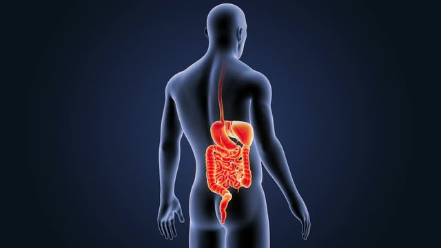 Digestive System with Body