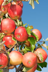 a bunch of apples on a tree branch in an intensive industrial garden in autumn