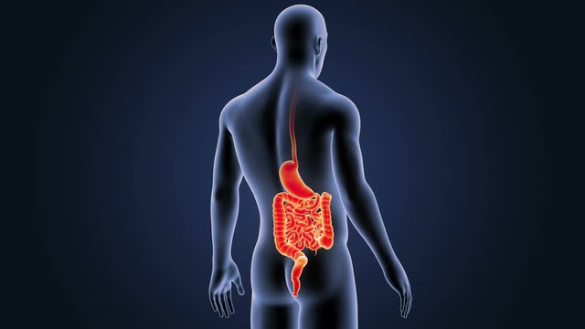 Stomach and Intestine with Body