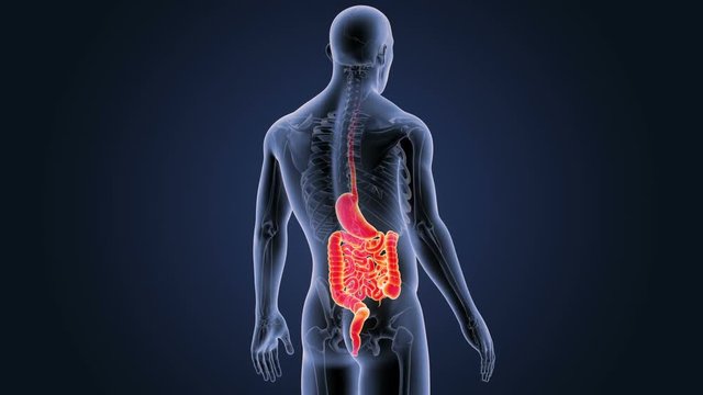 Stomach and Intestine with Skeleton