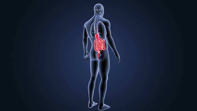 Stomach and Intestine with Organs