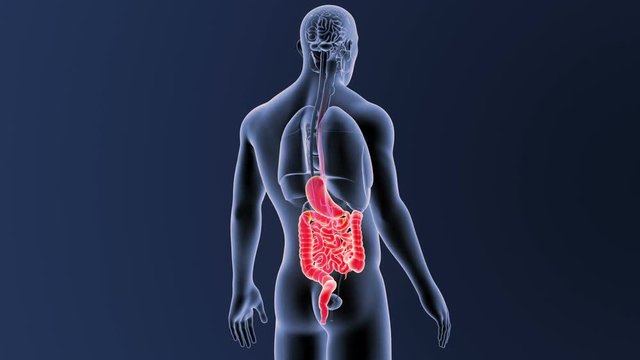 Stomach and Intestine with Organs