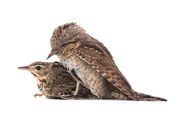 Tree Pipit (Anthus trivialis) and Eurasian wryneck (Jynx torquilla)