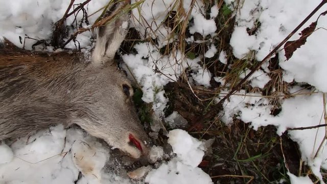 deer torn wolves, deerskin torn wolves,