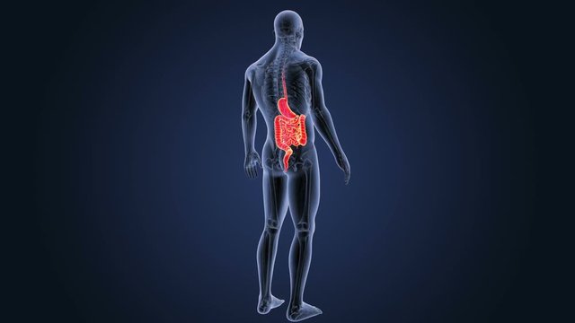 Stomach and Intestine with Anaatomy