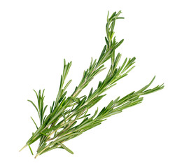 a branch of rosemary