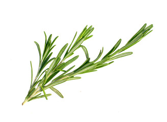 a branch of rosemary