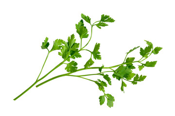 branch of parsley