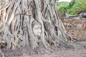 Buddha's head inside tree roots at Wat Mahathat, Ayutthaya, Thailand