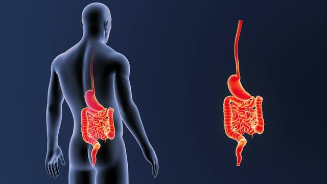 Stomach and Intestine zoom with Body