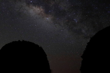 Silhouette bush on beautiful milky way on night sky background.