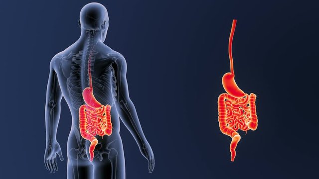 Stomach and Intestine zoom with Skeleton