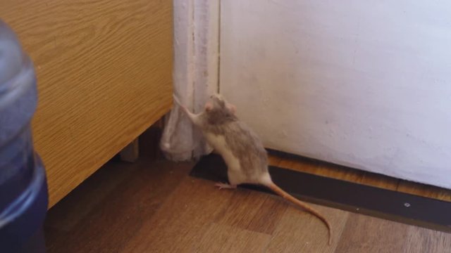 A rat pest gnaws a packet sticking out of the closet. The rat is indoors. 4K