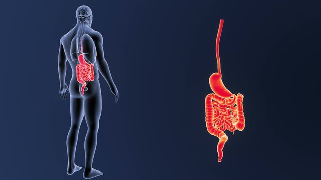 Stomach and Intestine zoom with Organs