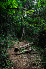 walkway in the forest