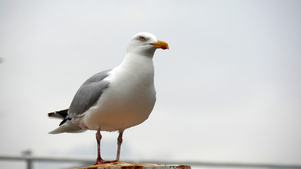 Gabbiano sul molo