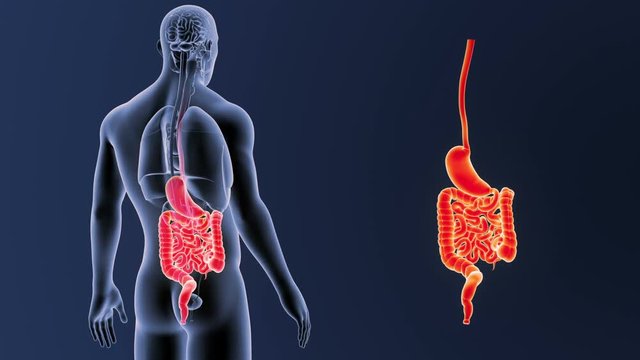 Stomach and Intestine zoom with Organs