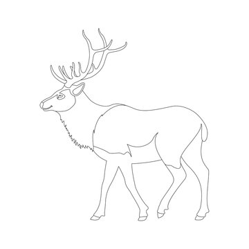 big deer vector illustration   line drawing  profile