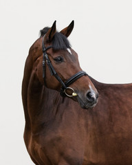 Portrait of a bay horse in the bridle look back on light background isolated