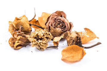 brown dried flower isolated on white background