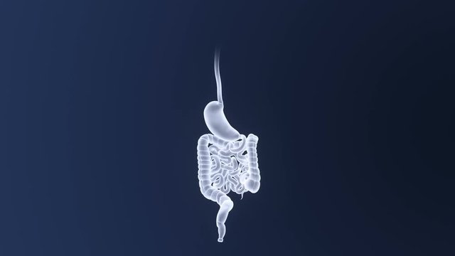 Stomach and Intestine 